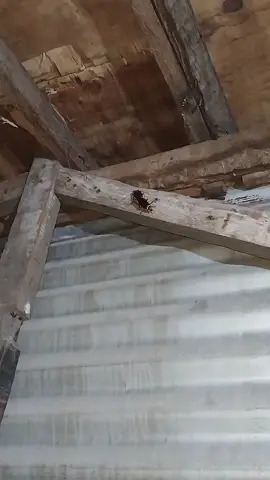 nothing beatss this two cockroachs😭...#fyppppppppppppppppppppppp #fypシ゚ #trending #phillipines #cockroach #laughtrip 