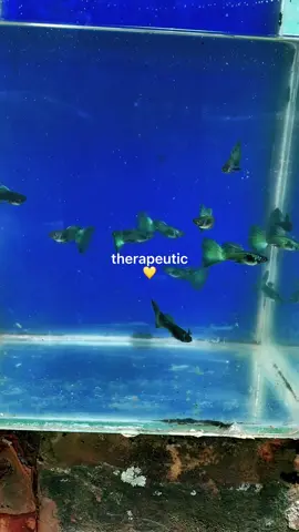 #aquarium #tropicalfish #fish #fishes #guppy #guppylover #guppies #guppyfish 