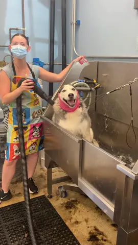 It may have a lot to say 🤣#dog #funny #husky #funnydog #happy #Love #foryou #cute #funnyvideos #hahaha 