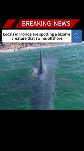 Locals in Florida are spotting a bizarre creature that swims offshore#news #fyp #breakingnews #foryou#us #sea #offshore #spotting 