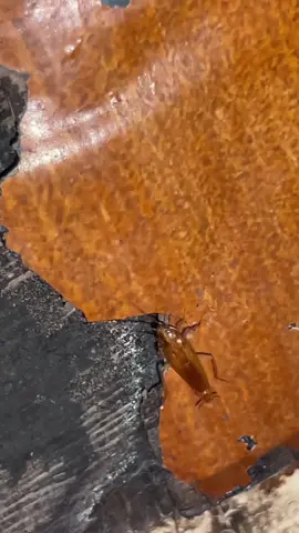 Ipis free ba gusto mo? Ito ang gamitin mong pamatay sa ipis. #cockroach #ipis #ipiskiller #cockroachkiller #pestcontrol 