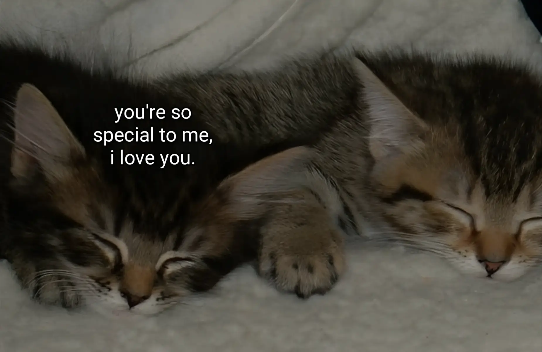 ilysm