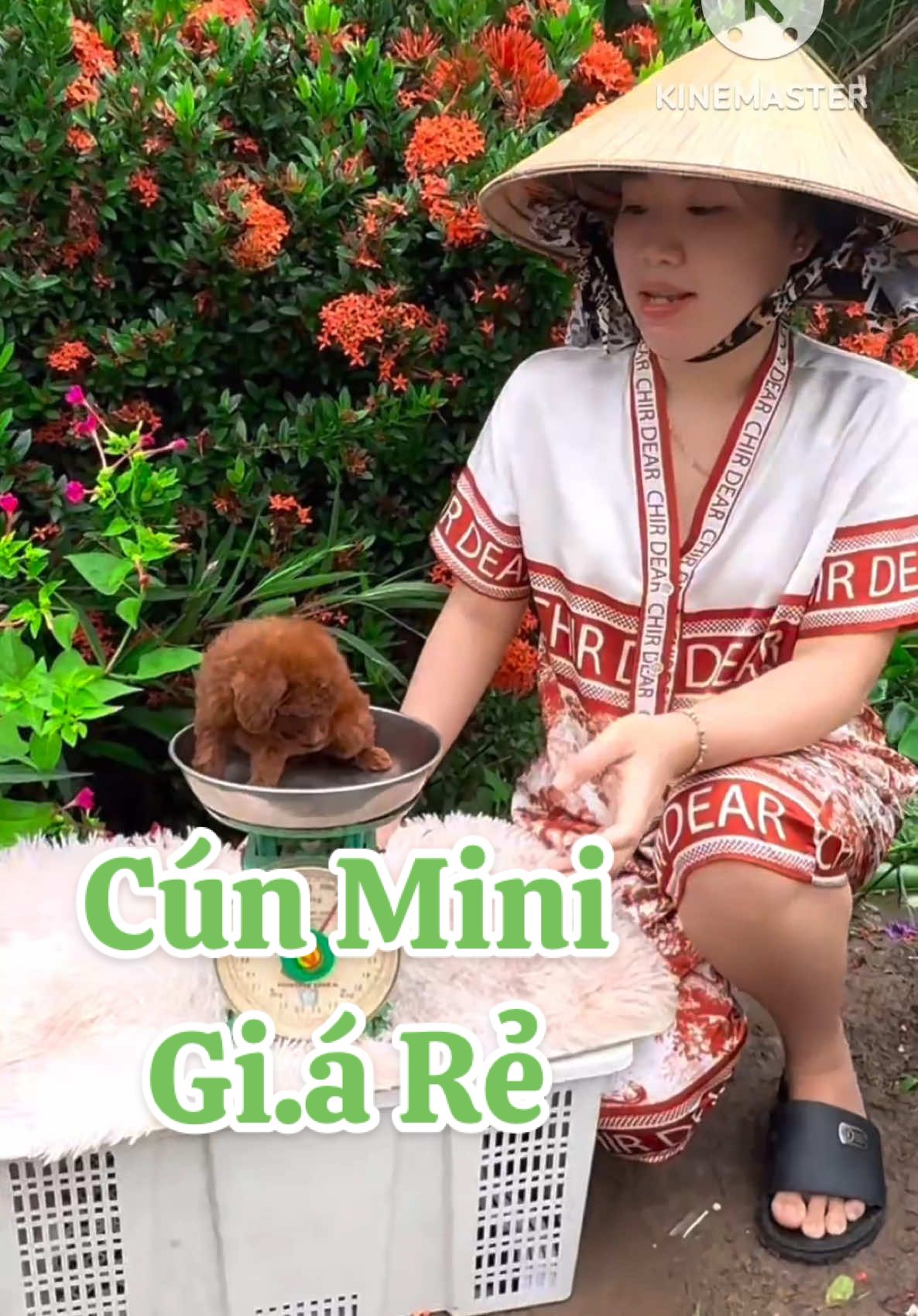 Cún con mini Gi.á Rẻ #thucungcantho #chó #thucung #chopoodle #chópoodle #poodle 