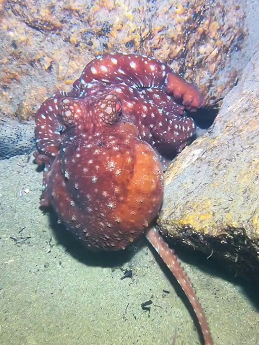 #diving #crab #catchthesea #seaside #seafood #fish #eel #lobster #seangsolofishing