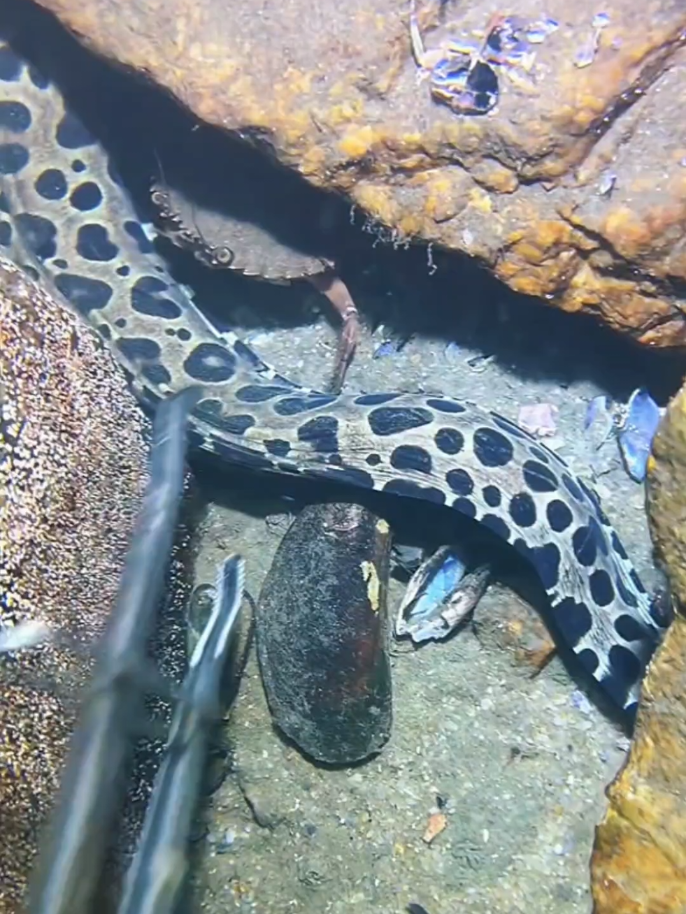 #diving #crab #catchthesea #seaside #seafood #fish #eel #lobster #seangsolofishing