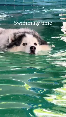 Hey I’m baby crocodile 🐊ว่ายน้ำแบบมีจังหวะ ว่าแบบมีดนตรีในหัวใจ #สวนสัตว์tiktok #dogsoftiktok #เจ้าหมาคาเฟ่ 