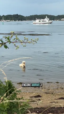 ET VOILÀ ÇA RECOMMENCE !!🤪😅 #goldenretriever #chiendrole #dogbeach #doglove #goldenretrieverlife 