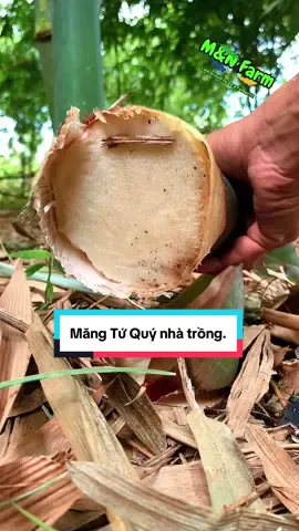 Măng Tứ Quý nhà trồng. #mnfarm86 #trongtrelaymang #trelaymang #tretuquy #bamboo #bambooshoot 