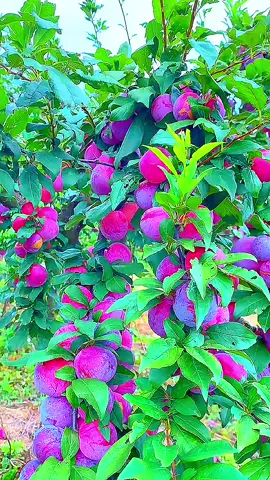 fruit vibes 3#PaidPartnership #creatorsearchinsights🍓🍑🍇🍏❤️ #tiktokscenescontest #fyp#