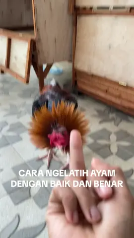#ayampakoy #ayamjenis #ayambangkoksuper #ayampama #ayammangon #ayambangkokindinesia 
