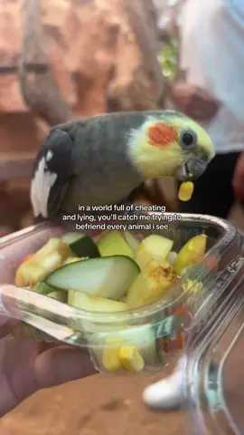 unless its a spider you will not catch me befriending that #fyp #foryouu #xybca #xyzabc #pets #crestedgeckosoftiktok #antiwingclipping #reptiles #reptilesoftiktok #reptilepetstore #beardeddragon #animalsoftiktok #reall #relatabletiktok 