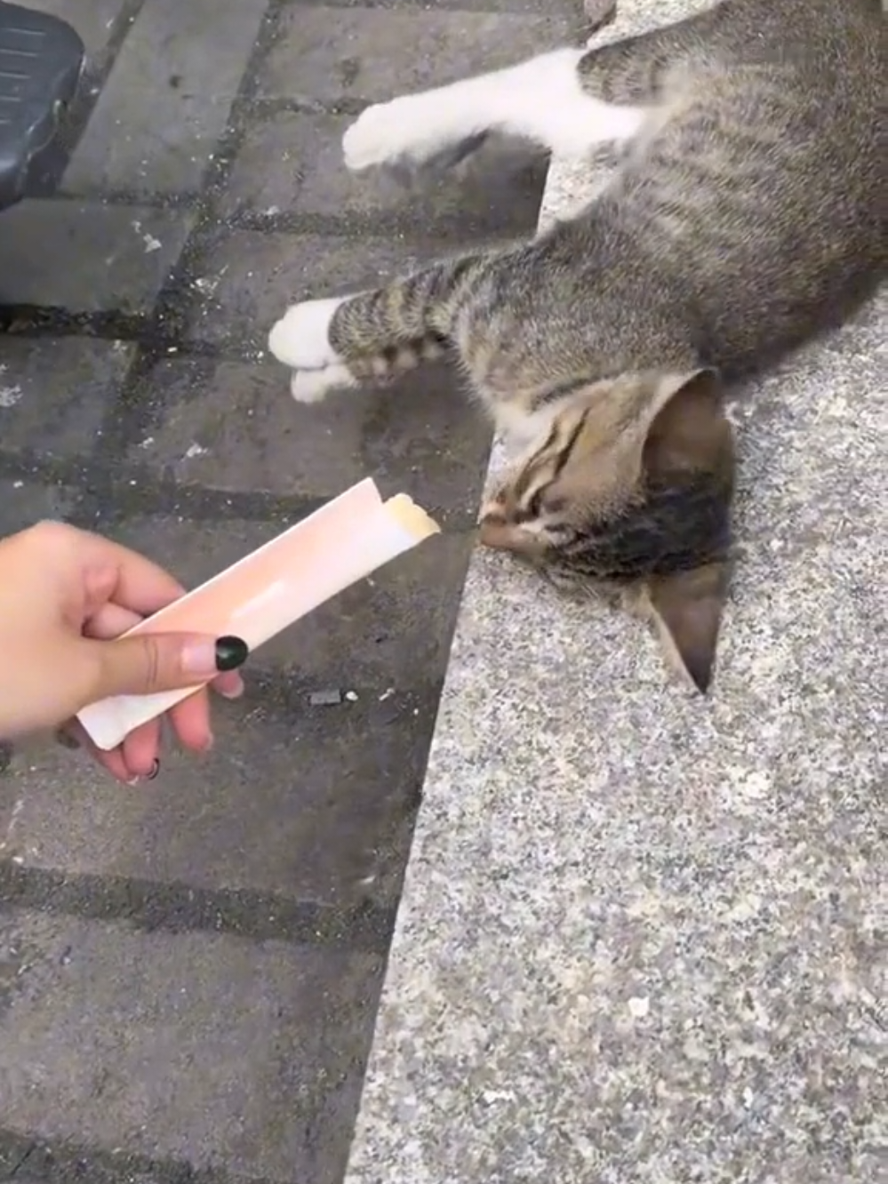 Wake up the sleeping cat 🤣 #кіттіктокер #кітукраїнець #кіт #cattok #catlover #cats #catsoftiktok #cat #cute #кот #kitten #котики #коты #котенок #котикиприколы #котыприколы #смешное #смешныеживотные #собака #собакадругчеловека #собаки #dog #dogsoftiktok #dogs #doglover #tiktok #собакиприколы #котики #котикиприколы #кумеднікоти #catsoftiktok #yellowcat #котысобаки #котята #котыприколы #собакиприколы #приколы #лучшее 