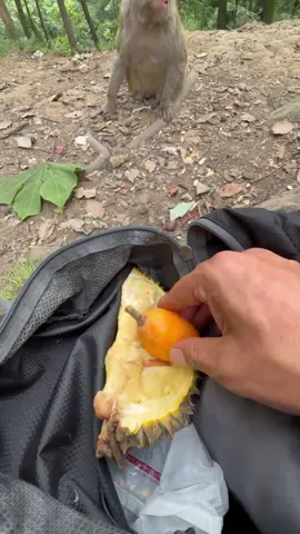 Yes, I did put durian on the fruit just to mess with the monkey. No, I'm not that evil—I gave it fresh, yummy fruit afterward. We're cool now. I think. #monkeypranks #sorrynotsorry #duriantrick #justforlaughs #humananimalbond Credit to cl8888119 on Douyin.