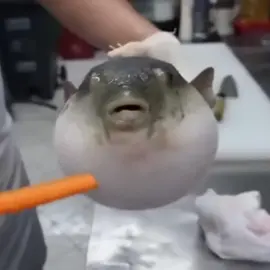 Pufferfish Eating a Carrot — 야미보이 Yummyboy (2019) #funny #meme 