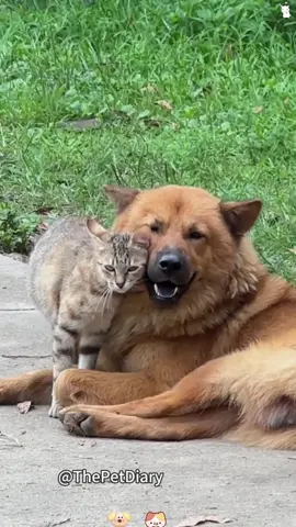 Cats and Dogs#punnyfriend #puppyvideo #lover #friend #catsoftiktok #dogsoftiktok #funnyvideos 