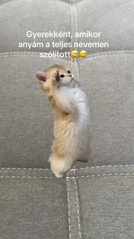 #Meme #MemeCut 