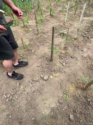 Садовий тапанер — швидке й зручне кріплення рослин без зайвих зусиль!