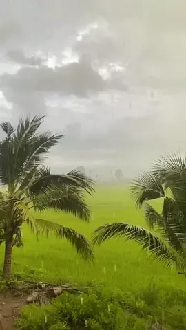 ปล่อยวาง และใช้ชีวิตอยู่กับธรรมชาติบ้าง #บรรยากาศชิวๆ #ยามเย็น #ฝนตก #ทุ่งนา #ฮิลใจ 