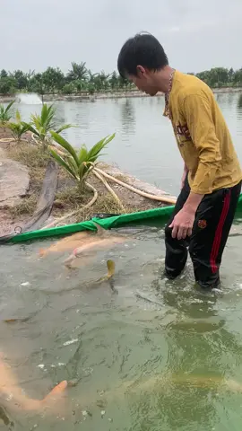 Nông trại thu hoạch cá trắm vàng đột biến#cadotbien #catramvangdotbien#catramdenkhungninhbinh #tramdenkhung #hocakoi #cakoinhatban #fishing #xuhuongtiktok #koifish #xh 