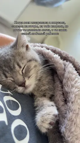 🫶🏼 #котята #котя #котикиприколы #милыеживотные #котики #рекомендации 
