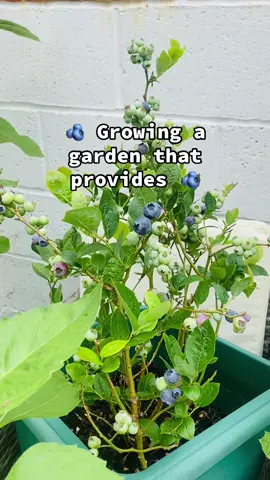 Sunday Garden Vibes 🌻🫐🌻🫐🌻🫐🌻🫐🌻🫐🌻🫐 #growing #a #garden #that #provide #provides #fruit #fruits #veg #herb #flower #tik_tok #tik #tok #gardening #sunday #morning #vibe #fyp #f #fu #fuppppppppppppppppppppppppp #grow #growupwithme #blueberry #strawberry #rasberry #red #grape #Summer #time #kingsunflower #sunflower #sunflowers #country #countrylife #fresh #healthyliving #greenspace 