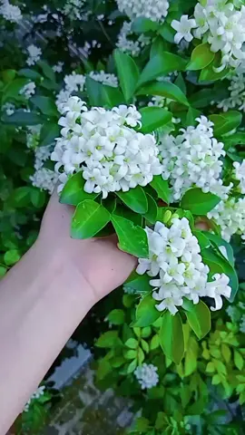 আমার কামিনী ফুল গাছটা অনেক বড় হয়ে গেছে... এখন ছাদে উঠে ভিডিও করা লাগে...  এত্তো পরিমাণ ফুল আসে 😇😇  #NatureBeauty #HandArt #PlantLover #DesiVibes #GreenLove #কামিনী_ফুল  #NaturalVibes #TiktokBangladesh