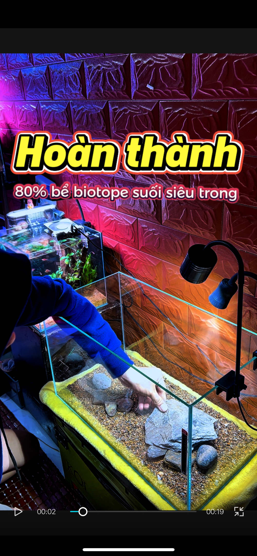 Hoàn thành 80% bể biotope siêu trong #hocathuysinh #aquariumfish #hocacanh #aquascape #fishtank #biotopeaquarium #biotope #dtaquarium #hocasieutrong #cacanh 