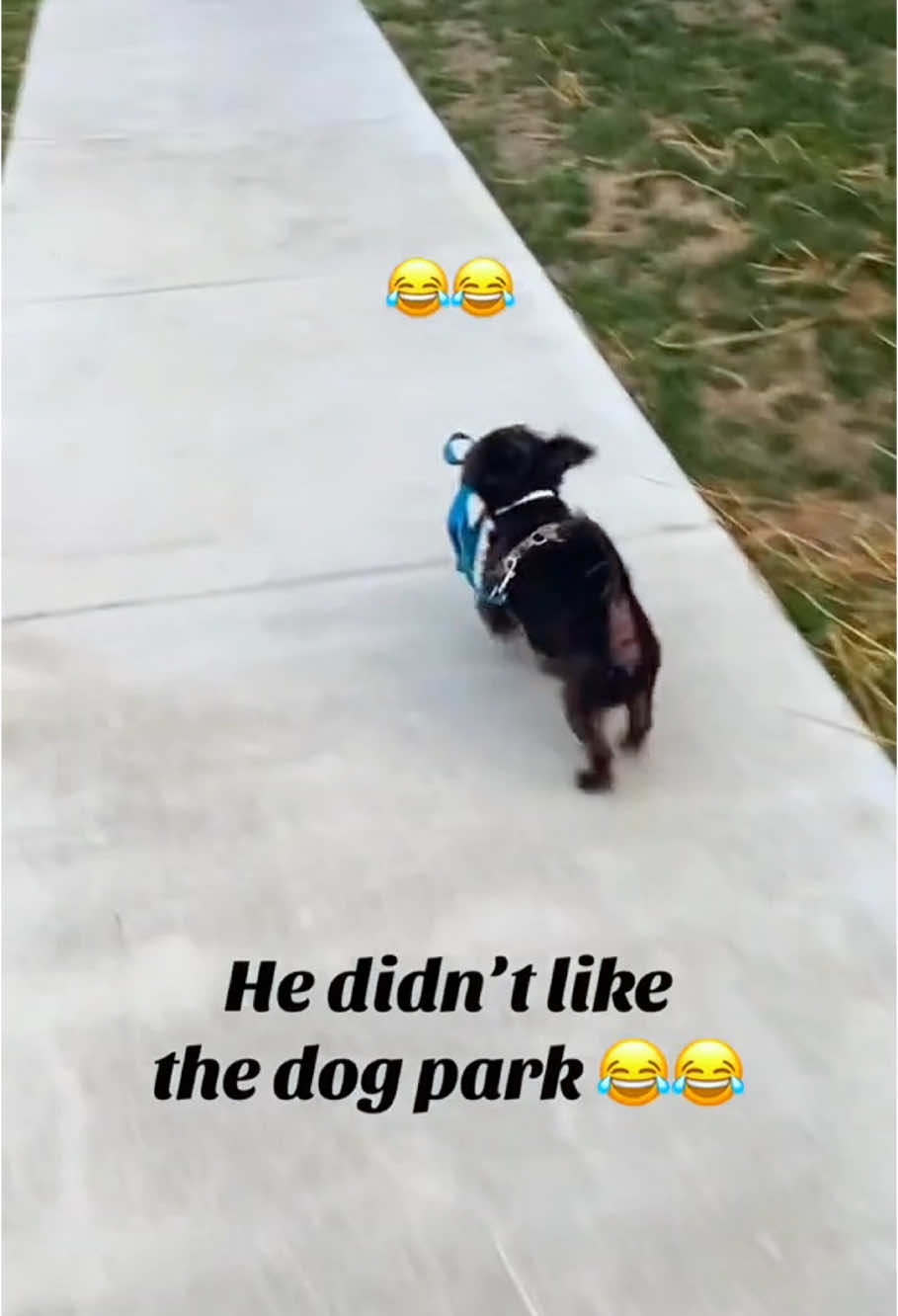 Dog's Attitude🐶🤣🤣#dog#funny#funnyanimals#funnypets#animals #dogsofttiktok #pet #foryou #longervideos