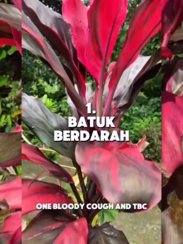 7 PENYAKIT YANG BISA DI ATASI DENGAN DAUN ANDONG MERAH  1 Batuk berdarah dan TBC 2 Sakit ulu hati dan Lambung  3 Gangguan pada menstuasi 4 Air kemih berdarah 5 Radang Gusi 6 Diare 7 Wasir ( Ambeyen ) #herbal   #sehat  #infosehat  #sehatselalu #sehatalami 