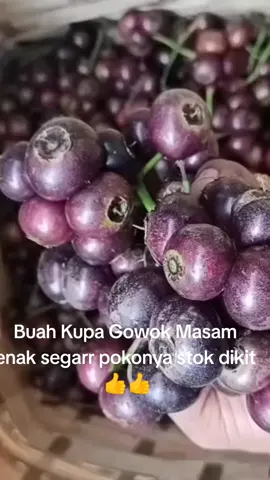 Buah Kupa Gowok segar rasa masam enak pokonya #buah#buahan#kupa#makanan#langka#stokready#bunda#dapur 