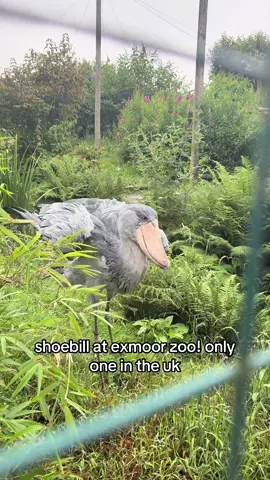 #exmoorzoo #shoebill #prehistoric #bird 