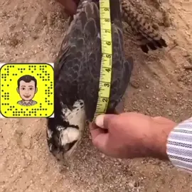 الأنتباه ياقوانيص يوم تحذف النكل خل عينك عليه مايجوز هيك حرام والله💔