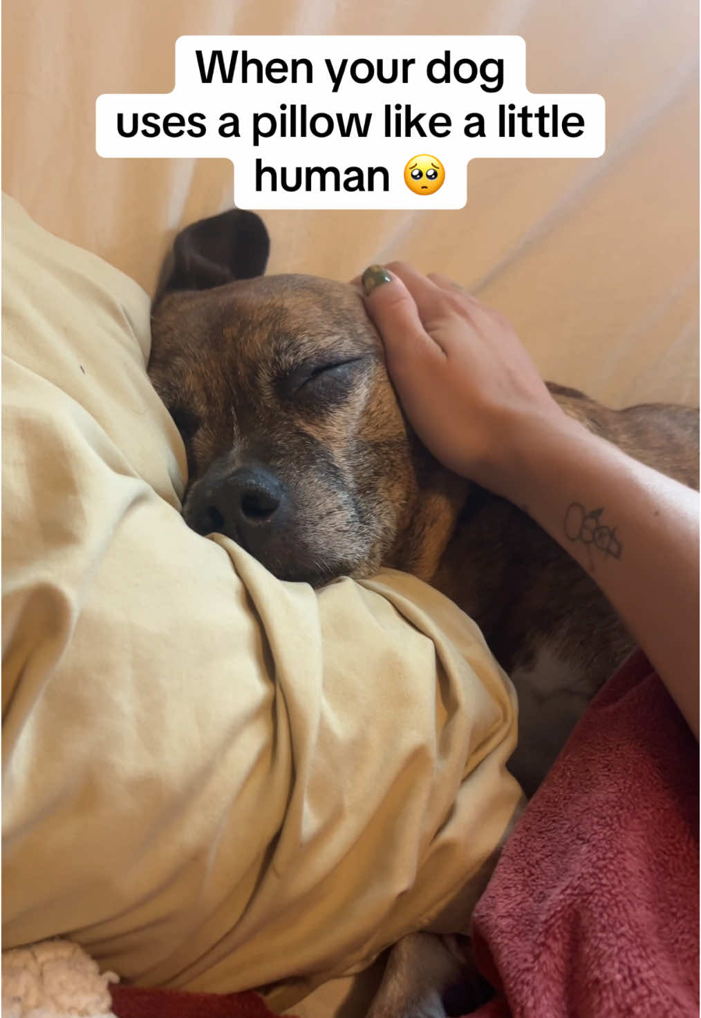 Literally the cutest thing #fyp #fypシ #dogsoftiktok #dogsoftiktokviral #puppy #puppytiktok #myshayla #cutevideo 