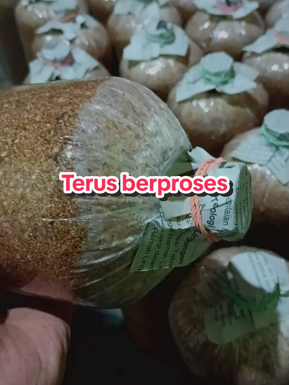 #anindyjamur #petani #petanijamur #jamurmalang #budidayajamur #budidayajamur #carabudidayajamur #jamurtiram #jamur #anindy 