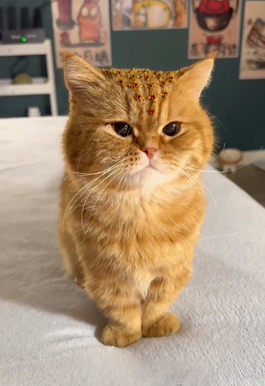 #cat #pet #catlover #cattok #cute 