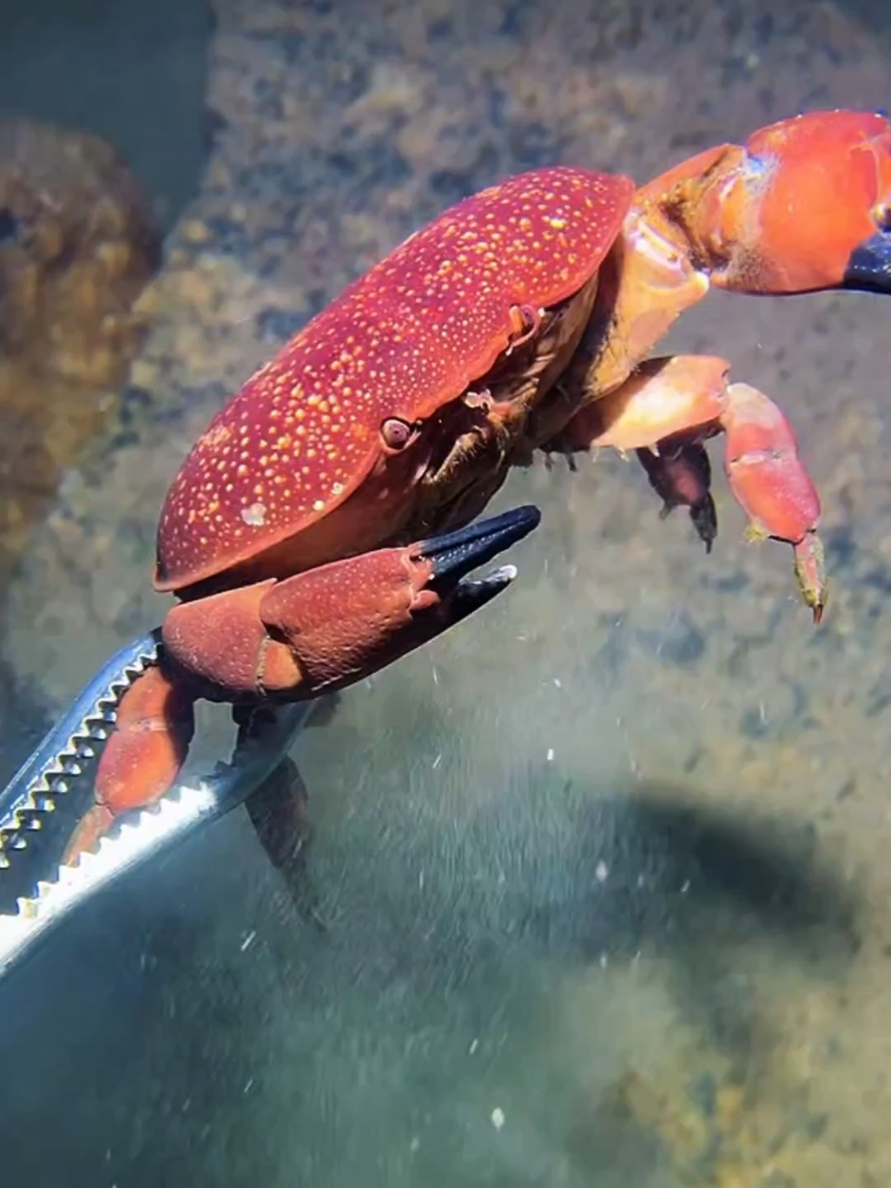 #diving #crab #catchthesea #seaside #seafood #fish #eel #lobster #seangsolofishing
