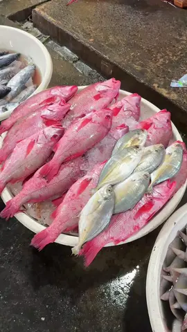 Siapa yang gaktau sih Pasar ikan muara angke ini? Tempat paling murah buat berburu seafood di Jakarta✨ Selain tempat jual ikan super seger (kalo tengah malem) , disana jg ada tempat untuk masak2nya dgn bahan mentah dr kita, jd di resto tinggal masak dan kita cuma bayar bumbu + jasa masak🤤🤤 Saranku kesini sebagai orang yg cepet engap dan baru pertama kali ke pasar ikan, pake sepatu yg ketutup, kalo ada boots plastik mah oke bgtt tuh, terus pake masker dan dalemnya dilapisin tissue yg udh ditetesin minyak angin/aroma apa kek yg kalian suka… Tempat nya gak bau ya, ya namanya pasar ikan aja gituu, cuma akunya yg ga kuat aja nyium bau amis ikan🙏🏻🥲 Saran bawa uang cash, ember dgn tutup buat naro ikan, bawa orang yg ngerti bahan makanan laut, dateng malem diatas jam 6 sore atau tengah malem sekalian👌🏻 (lebih fresh karna mereka baru naik dr kapal)  Saranin pasar ikan kayak gini dong barangkali ada jg yg modelan gini ditempat lain  #muaraangke #pasarmuaraangke #pasarikan #pasarikanmuaraangke #seafood #seafoodjakarta #seafoodrestaurant #rekomendasiseafood #CapCut 