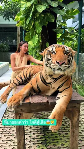 #tiger #เทอร์วันนี้ 