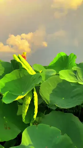 sắp hết mùa sen🪷
