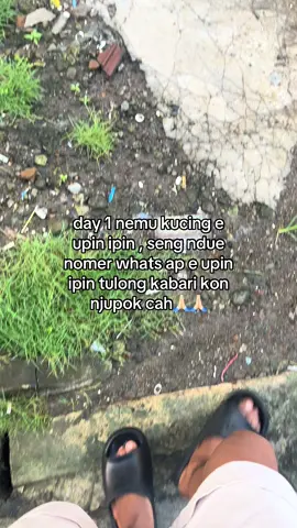 kucingmu tekan kene pinn😭😭 #fyp #viral #kucing #kucinglucu 
