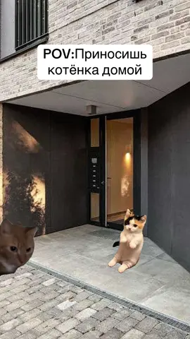 POV:принес котёнка домой #мемкомедия#смешноевидеоприкол#прикол#котенок#батя#батяикот#батяприкол#юмор#веселоевидео#приколыскотиками#мемкоты#трендовыеприколы#сериалскотами#мемысериалыкоты#минисериалы#батясын#отецтиктока#смешно#новыйприкол 
