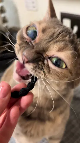 Very cool!  #fyp #foryoupage #Gumbus #rescuekitten #kittensoftiktok #rescuecat #catsoftiktok 