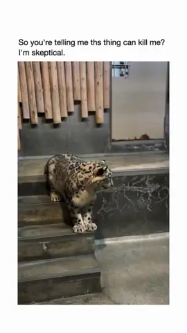 #animalsoftiktok #animals #animales #bigcat #wholesome 