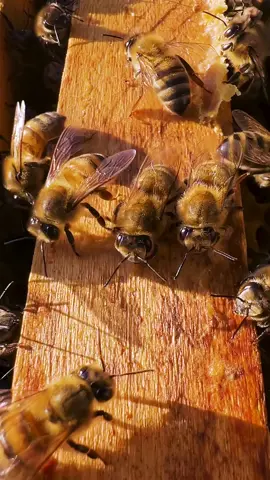 🐝 Let it Bee  Petite visite de nos ptites mèmères ce matin, on essaie de pas trop les déranger quand elles sont en train de s'occuper de leur maison douillette, fascinantes et dévouées au partage, de l'effort et du réconfort :) c'est plus fort qu'elles ! Let it #Bee !!! Bonne fin de weekend les rucheurs(ses), qu'elle soit remplie de bourdonnements de bonheur. 🐝 Apicalement, Terre de Ruches •••••••••••••••••••••••••••••• 🙏 Merci de votre lecture et de votre fidélité  📸 Crédit photos/vidéos : @terrederuches •••••••••••••••••••••••••••••• 📍Pyrénées Orientales • 🇫🇷 •••••••••••••••••••••••••••••• 🇫🇷 Aidons nos abeilles françaises, soutenons la biodiversité française et notre projet en partageant, likant ce post :) ••••••••••••••••••••••••••••••
