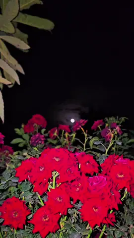 𝐒𝐓𝐑𝐀𝐍𝐄𝐊 𝐗𝐖𝐄𝐒̧🌷 𝐈̇ 🎧🖤 𝗝𝗶  𝗸𝗲𝗿𝗲𝗺𝗲  𝘅𝘄𝗲𝗿𝗲 𝗠𝗲  𝗕𝗶  𝗲𝗰𝗶𝗯𝗶̂𝗻𝗶𝗻  𝗨 𝗯ı𝘀̧𝗼𝗽𝗶̂𝗻𝗶𝗻  𝗦𝗽𝗮𝘀  🌹 #kesfetteyiz #kesfet #keşfettiktok #kürtçevideolar #zımanekurdi #stranekurdi #dengbeji #dengbeji #kesfetteyizzzzz #kesfettiktok #keşfetöneçıkar #öneal 