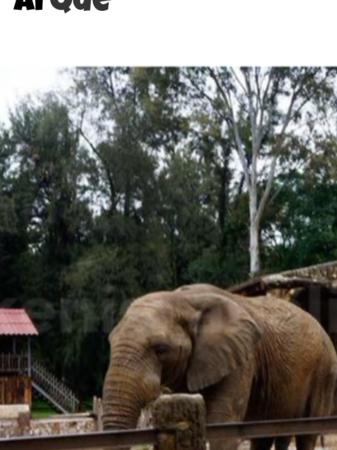 alguém prende a Luisa mel #meme #elefante #zoologico #luisamel #dublagem 