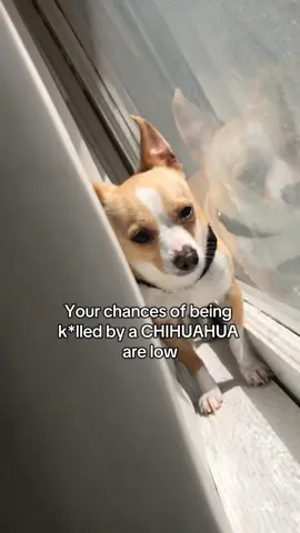 Demon #chihuahua #dogsoftiktok #trending #fyp 