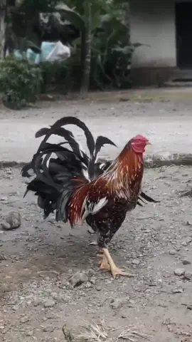 😋#ayamphilipin🇵🇭🇲🇨salamsatuhobby🙏🐓🐓 #ayamimportfilipin🇵🇭 #ayamlombok #ayambali #ayamkampungsuper #ayambalimenolakpunah #ayambalimeules #foryou 