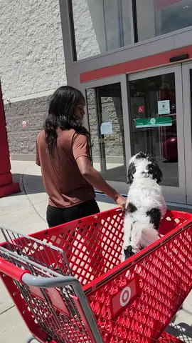 Her mom asked for a grandchild. she gave her a granddog.  #doglover #dog #dogmom #target #doggie #jamaica #jamaicantiktok 
