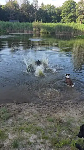 Onze Maybel & Heather de labradors en Miley de border collie😃  #opleidingscentrumenhondenschoolhappytails #hondenschoolhappytails #voorjoupagina #voorjou #foryoupageシ #labradorretriever #bordercollie #dogsoftiktok #hondentiktok #labradorsoftiktok #bordercolliesoftiktok #hondenvantiktok #voorjou #foryou 